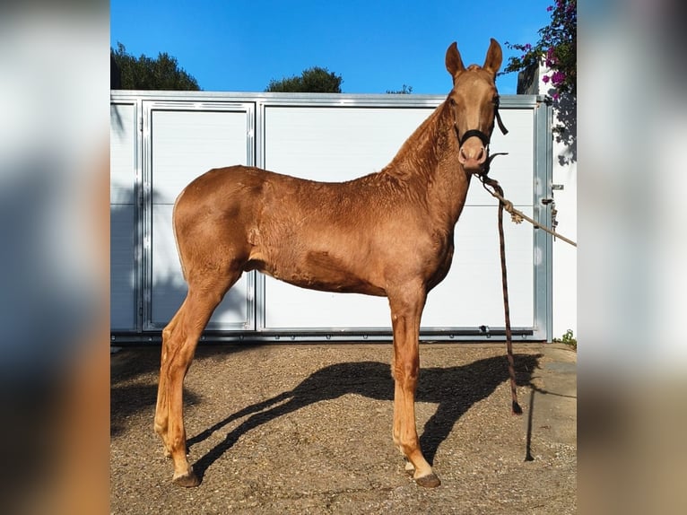 PRE Croisé Étalon 1 Année 163 cm Perle in Rückweiler