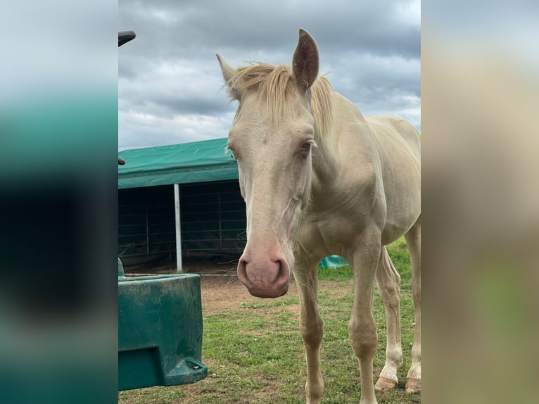 PRE Croisé Étalon 1 Année 163 cm Perlino in K&#xFC;rten