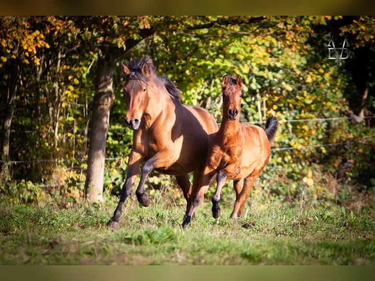 PRE Croisé Étalon 1 Année 164 cm Bai in La Vespi&#xE8;re-Friardel