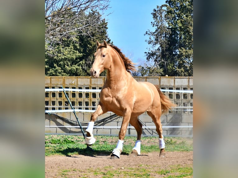 PRE Croisé Étalon 1 Année 164 cm Bai in La Vespière-Friardel