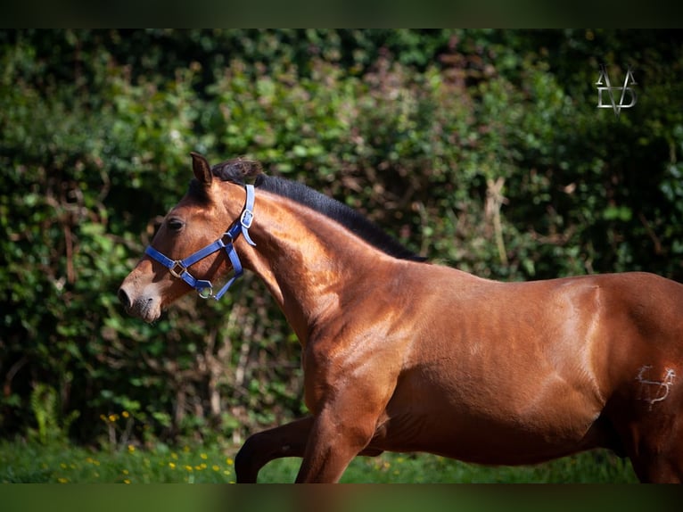 PRE Croisé Étalon 1 Année 164 cm Bai in La Vespi&#xE8;re-Friardel