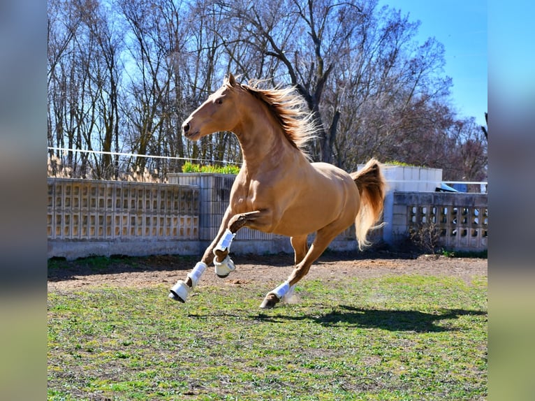 PRE Croisé Étalon 1 Année 164 cm Bai in La Vespière-Friardel