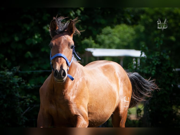 PRE Croisé Étalon 1 Année 164 cm Bai in La Vespi&#xE8;re-Friardel