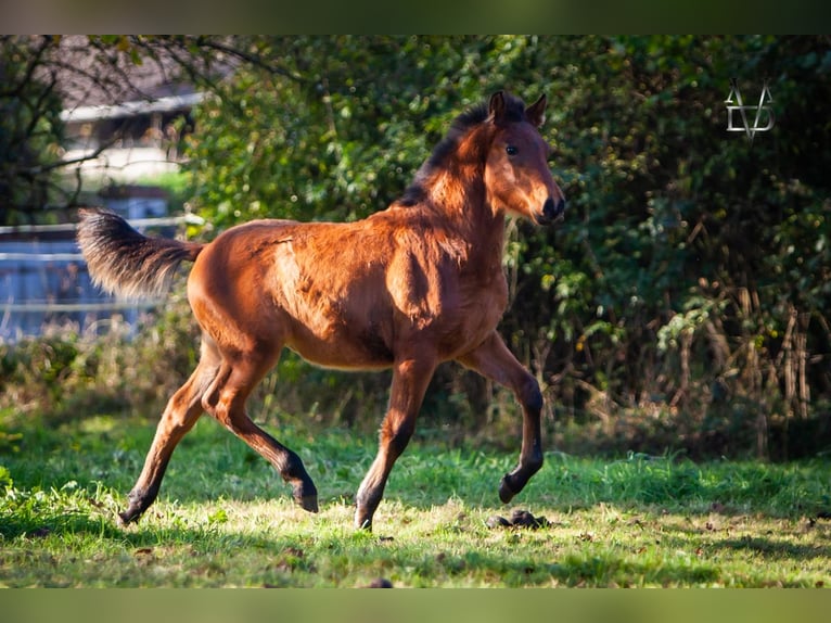 PRE Croisé Étalon 1 Année 164 cm Bai in La Vespi&#xE8;re-Friardel