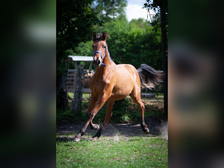 PRE Croisé Étalon 1 Année 164 cm Bai in La Vespi&#xE8;re-Friardel