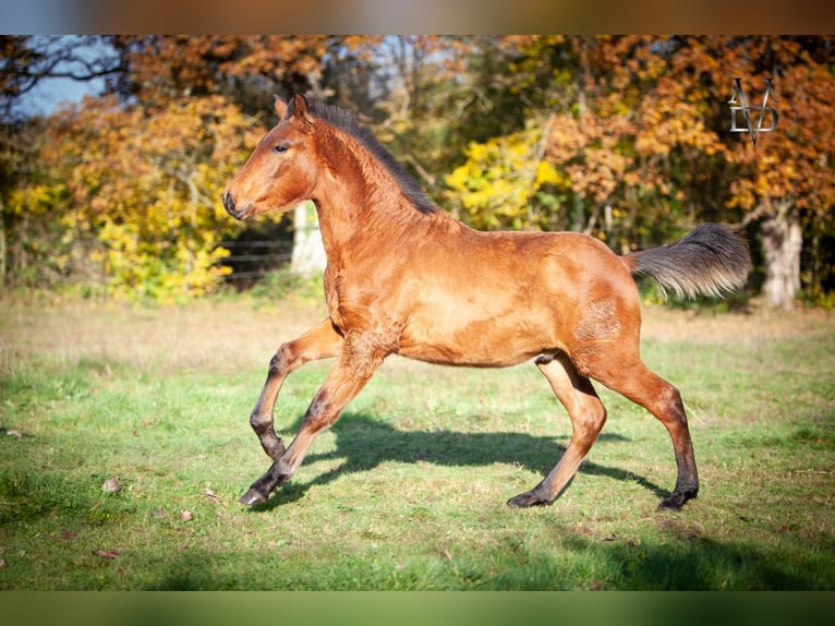 PRE Croisé Étalon 1 Année 164 cm Bai in La Vespi&#xE8;re-Friardel