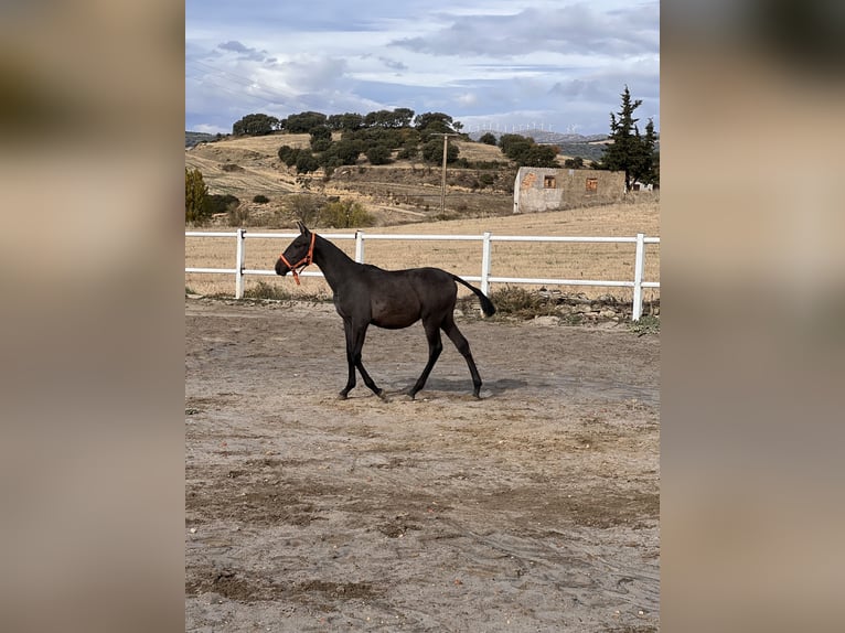 PRE Croisé Étalon 1 Année 164 cm Gris in Luesia