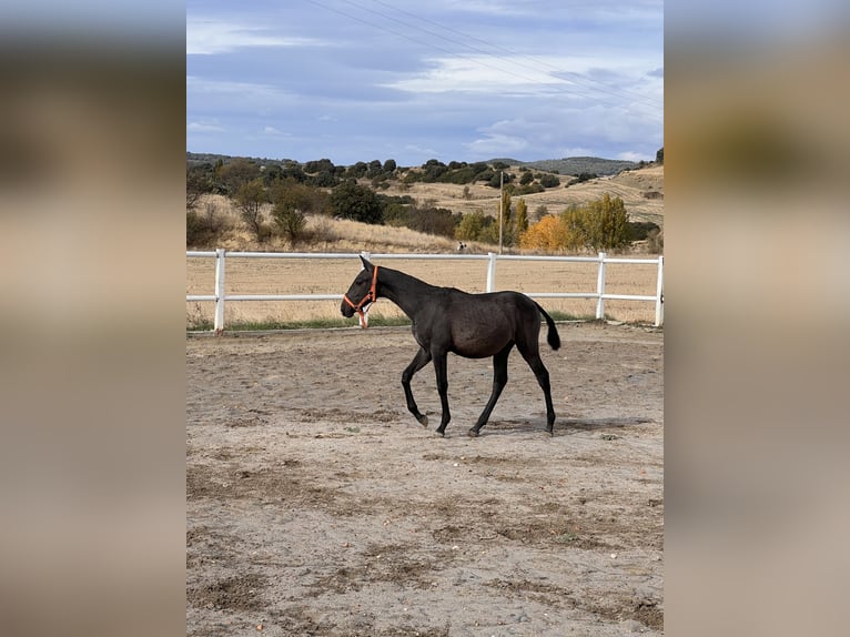PRE Croisé Étalon 1 Année 164 cm Gris in Luesia