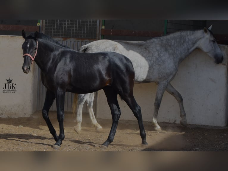 PRE Étalon 1 Année 164 cm Gris noir in Tabernas Almería