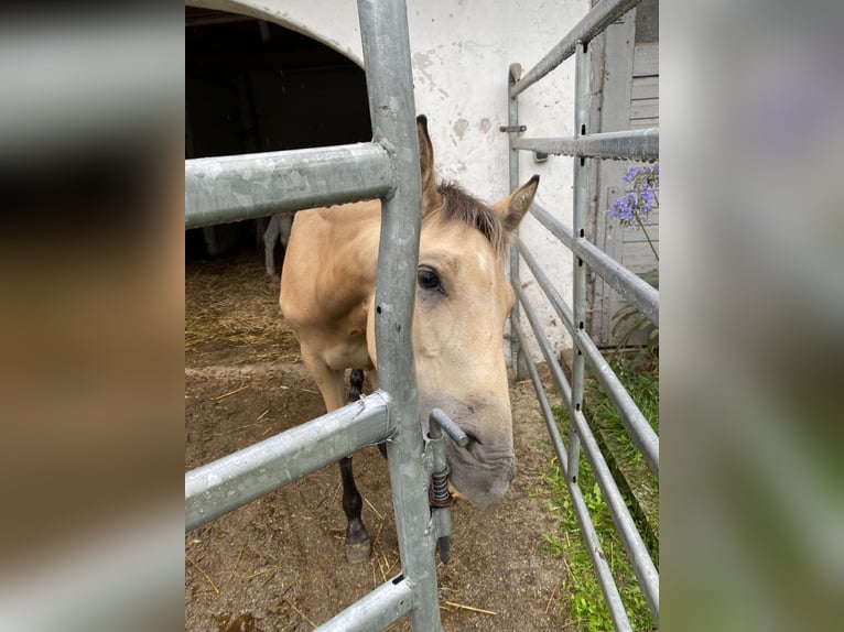 PRE Étalon 1 Année 164 cm Isabelle in Gottfrieding