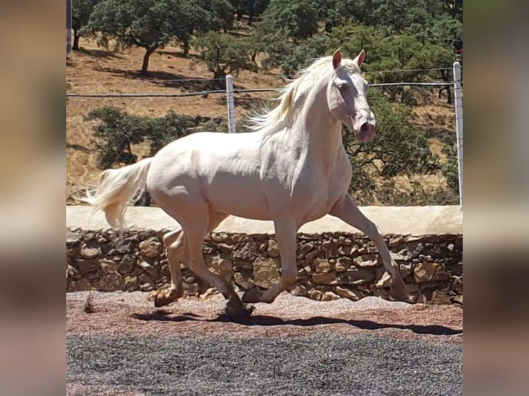 PRE Croisé Étalon 1 Année 164 cm Palomino in Sevilla