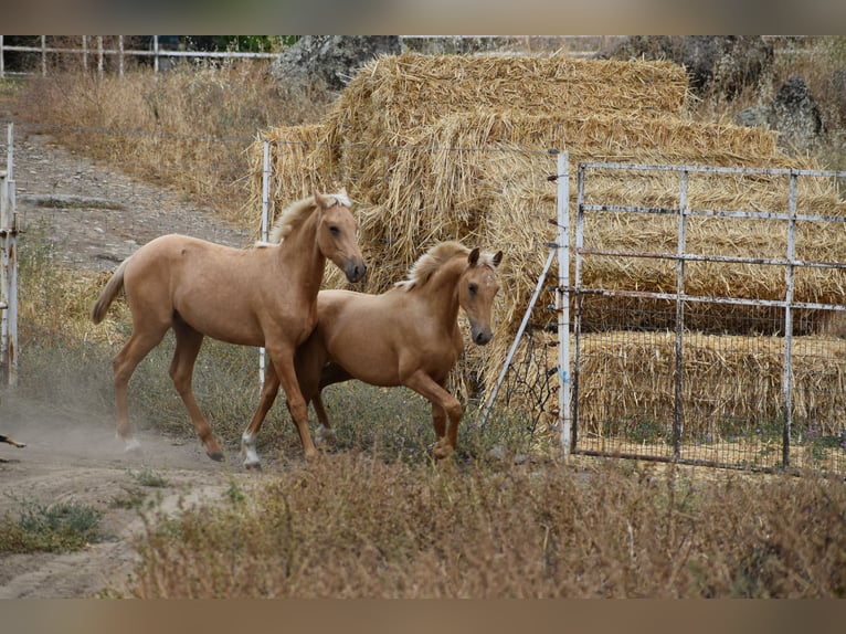 PRE Croisé Étalon 1 Année 164 cm Palomino in Sevilla