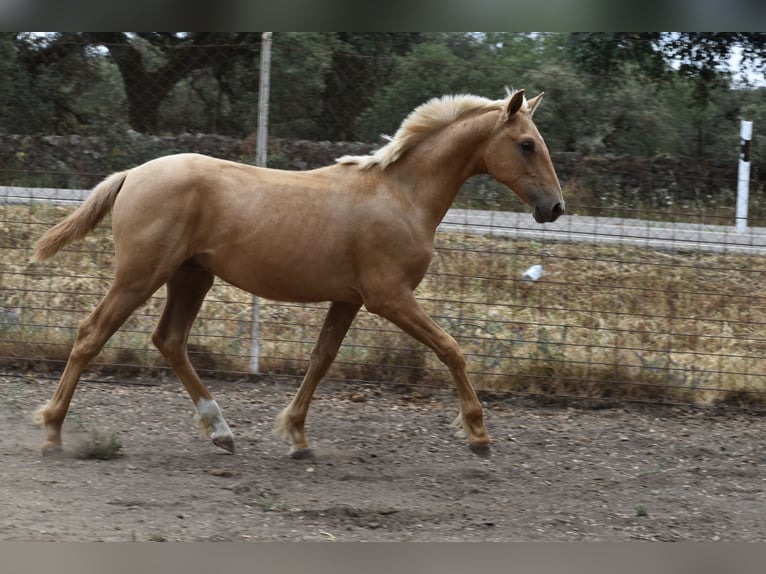 PRE Croisé Étalon 1 Année 164 cm Palomino in Sevilla