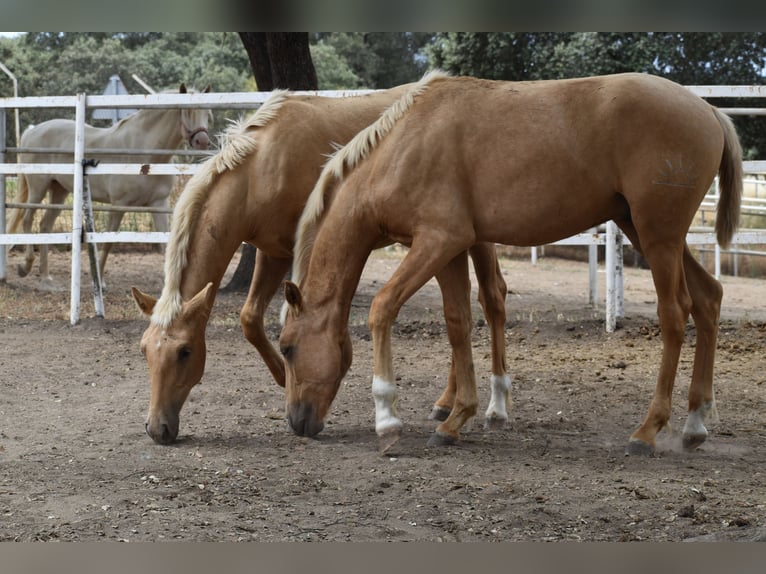 PRE Croisé Étalon 1 Année 164 cm Palomino in Sevilla