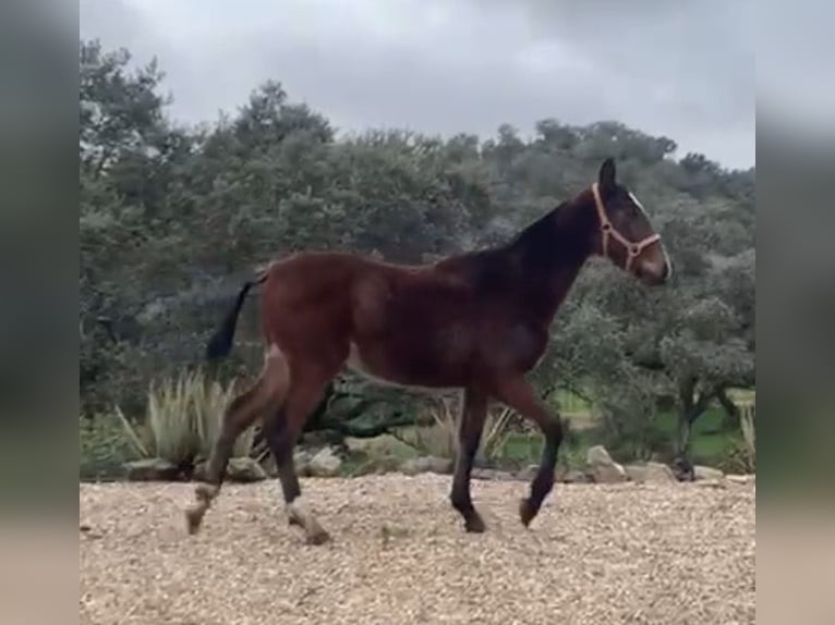 PRE Croisé Étalon 1 Année 165 cm Bai in Córdoba