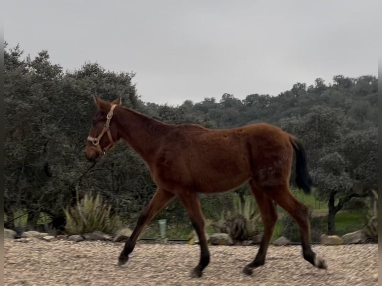 PRE Croisé Étalon 1 Année 165 cm Bai in Córdoba