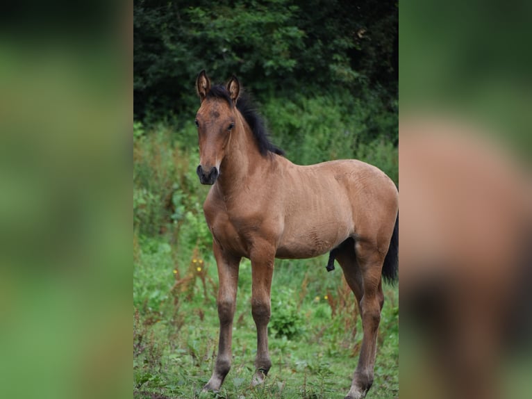 PRE Étalon 1 Année 165 cm Bai cerise in Dochamps