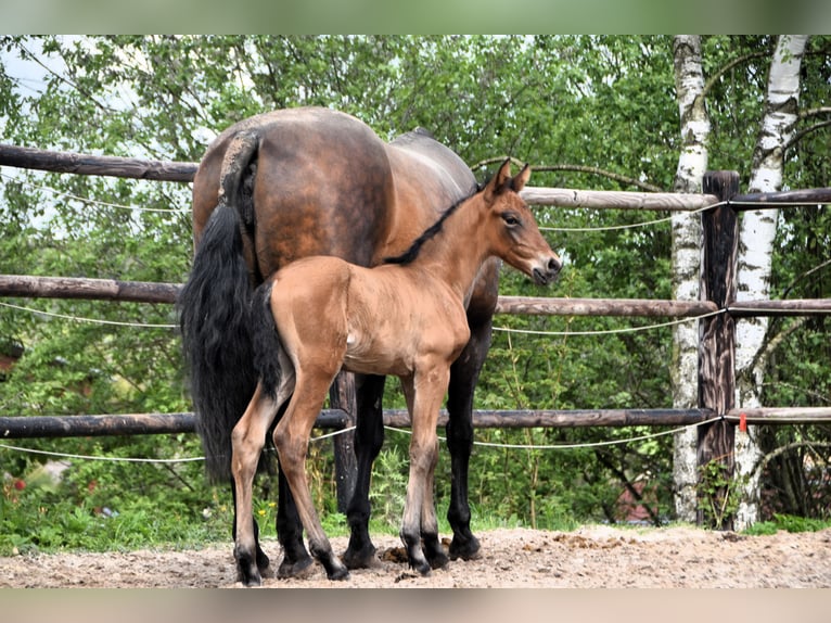 PRE Étalon 1 Année 165 cm Bai cerise in Dochamps