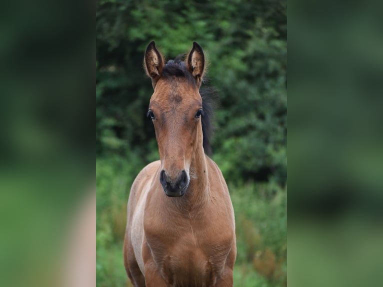 PRE Étalon 1 Année 165 cm Bai cerise in Dochamps