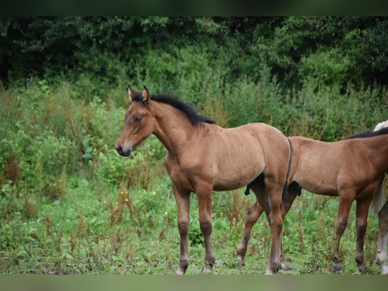 PRE Étalon 1 Année 165 cm Bai cerise in Dochamps