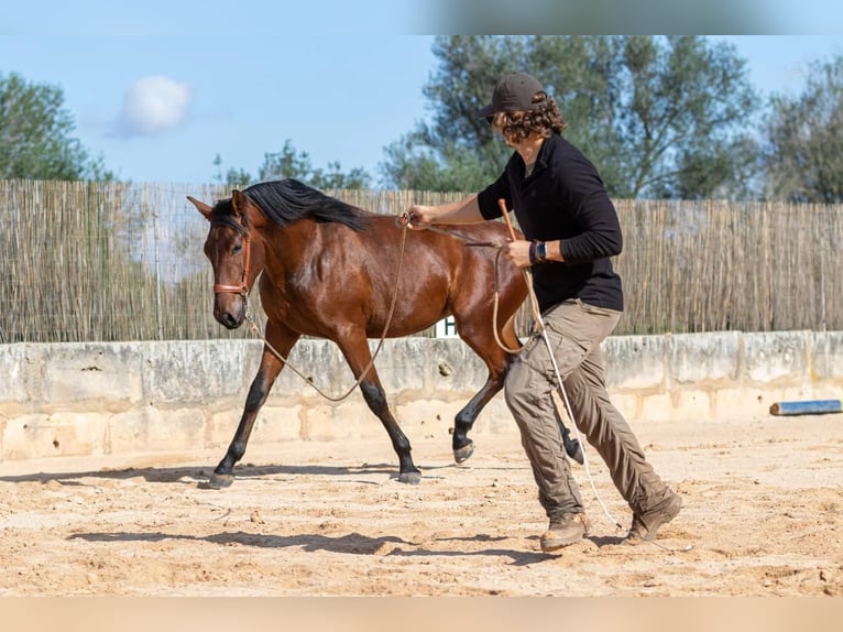 PRE Étalon 1 Année 165 cm Bai in Pina