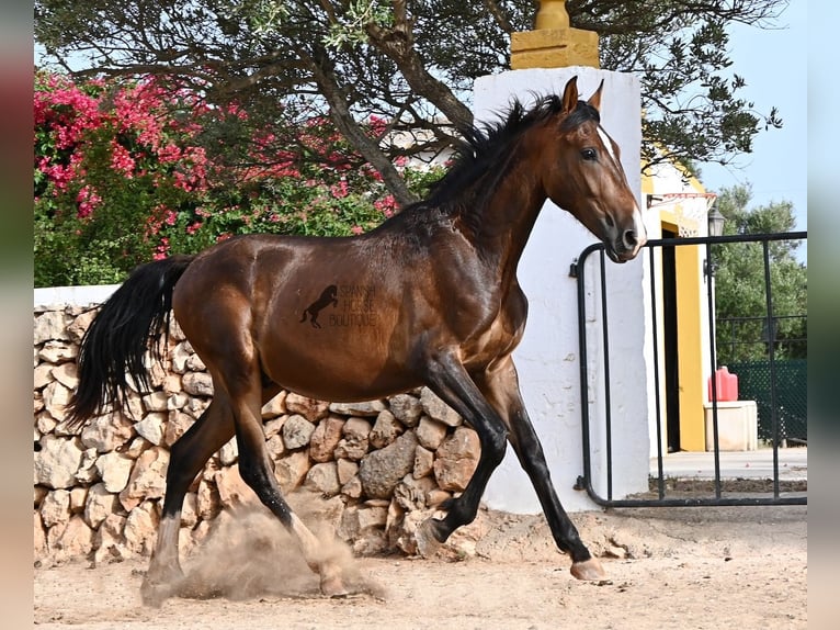 PRE Croisé Étalon 1 Année 165 cm Bai in Menorca