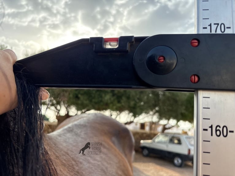 PRE Croisé Étalon 1 Année 165 cm Bai in Menorca