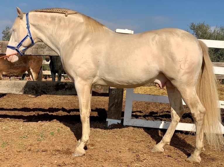 PRE Croisé Étalon 1 Année 165 cm Buckskin in Tarifa