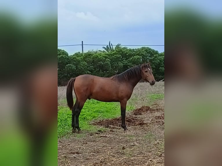 PRE Croisé Étalon 1 Année 165 cm Buckskin in Tarifa