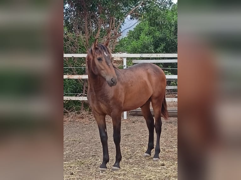 PRE Croisé Étalon 1 Année 165 cm Buckskin in Tarifa