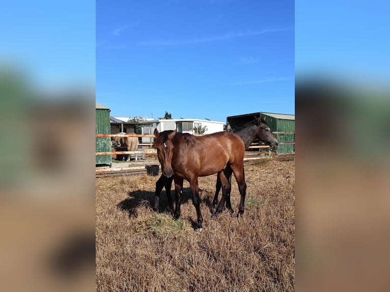 PRE Croisé Étalon 1 Année 165 cm Buckskin in Tarifa