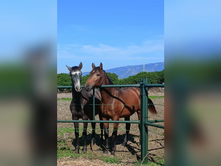 PRE Croisé Étalon 1 Année 165 cm Buckskin in Tarifa