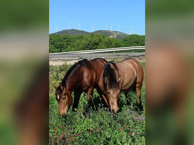 PRE Étalon 1 Année 165 cm Buckskin in Pedro Valiente