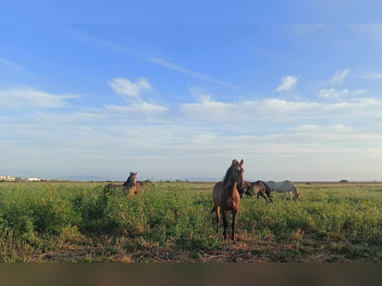 PRE Étalon 1 Année 165 cm Buckskin in Pedro Valiente