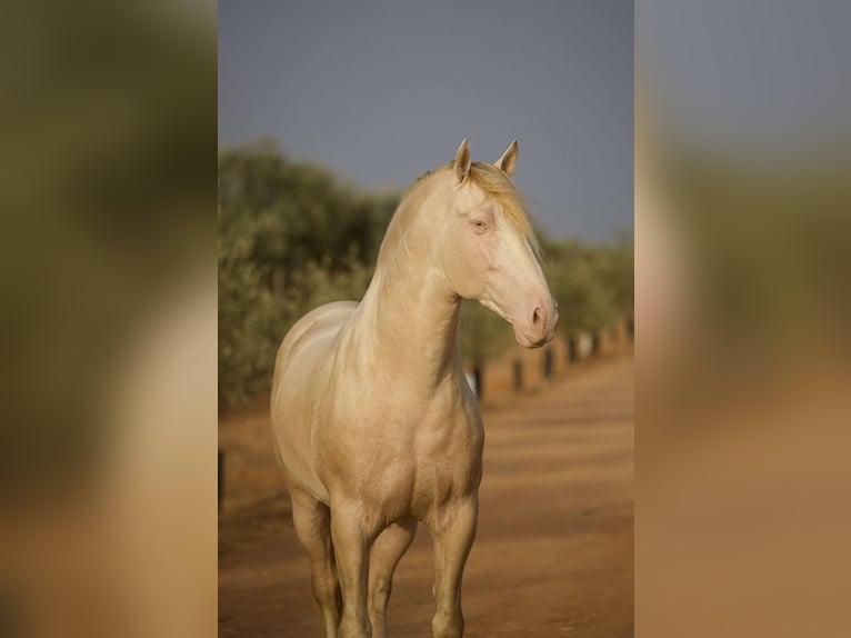 PRE Étalon 1 Année 165 cm Buckskin in Pedro Valiente