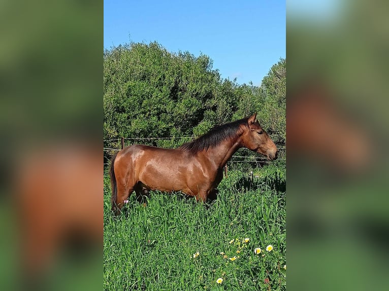 PRE Étalon 1 Année 165 cm Buckskin in Pedro Valiente