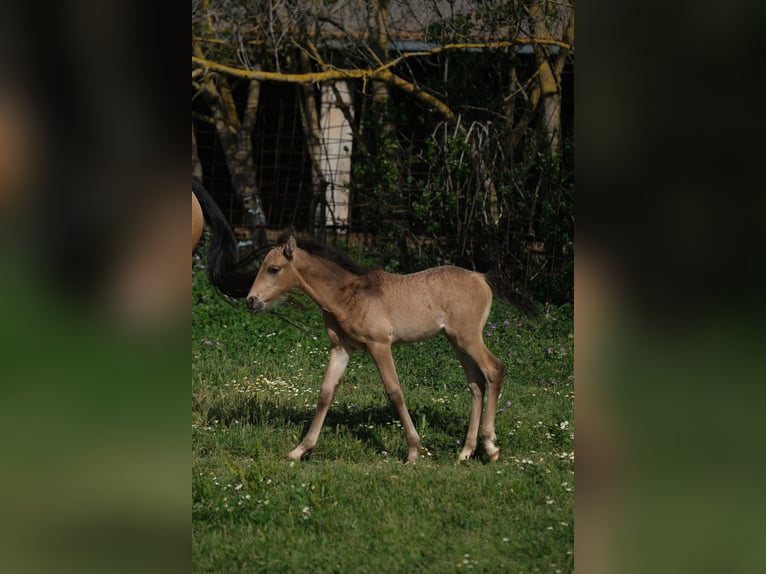 PRE Étalon 1 Année 165 cm in Hamburg