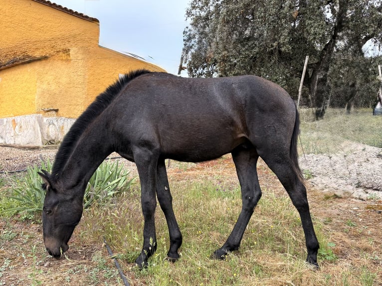 PRE Étalon 1 Année 165 cm Gris in Jardinito, El (Cordoba) (Finca)