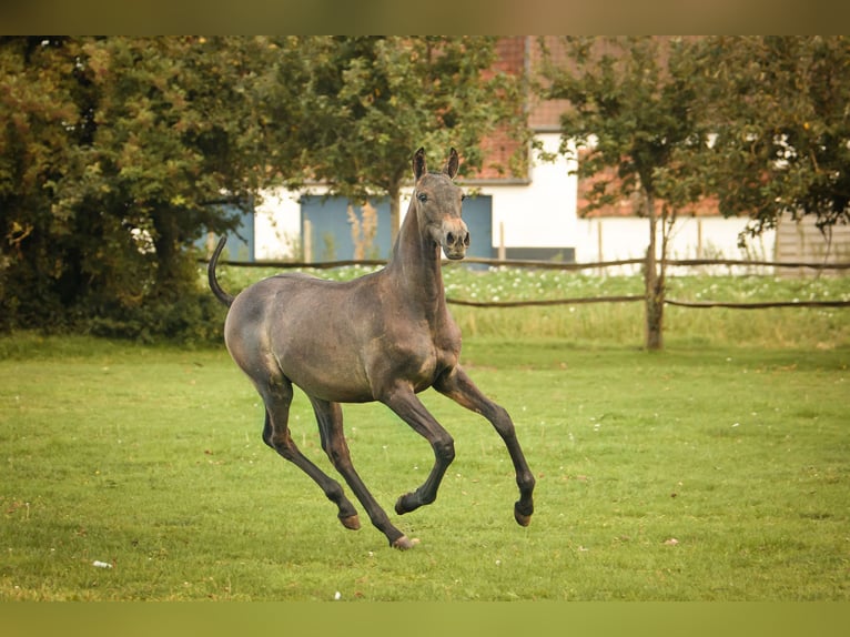 PRE Étalon 1 Année 165 cm Gris in Alveringem