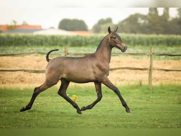 PRE Étalon 1 Année 165 cm Gris in Alveringem