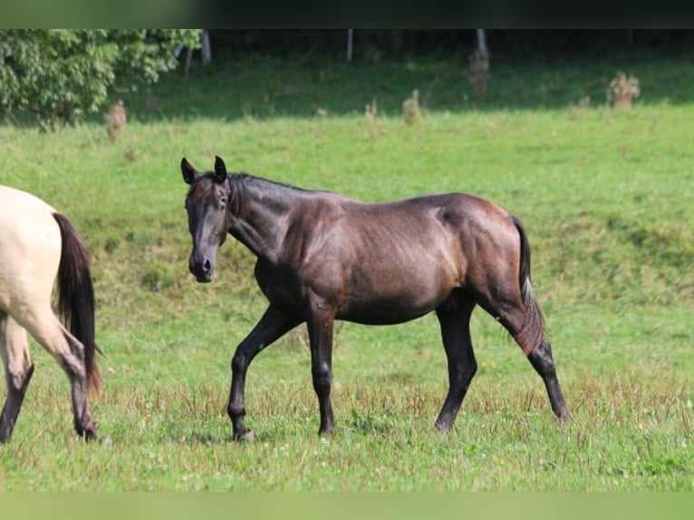 PRE Croisé Étalon 1 Année 165 cm Gris noir in Bibertal