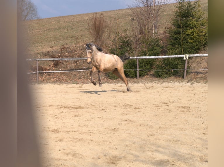 PRE Étalon 1 Année 165 cm Isabelle in Wegscheid