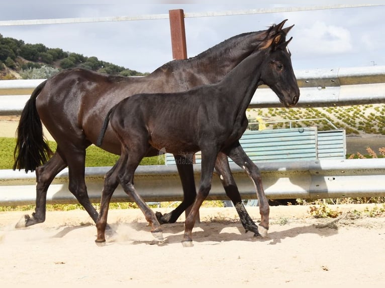 PRE Étalon 1 Année 165 cm Noir in Provinz Cordoba