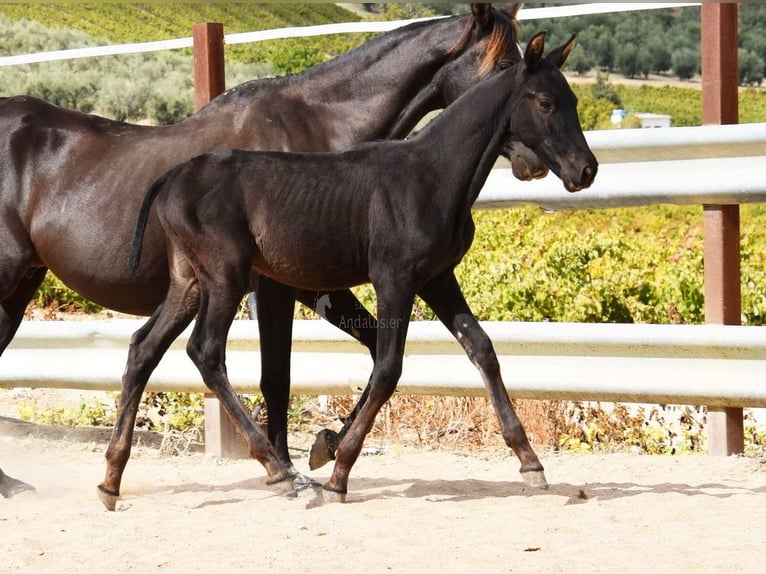 PRE Étalon 1 Année 165 cm Noir in Provinz Cordoba
