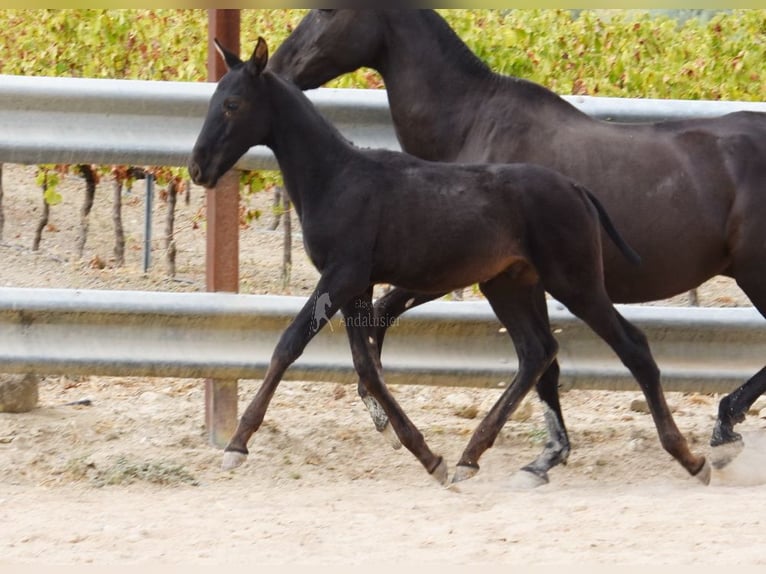 PRE Étalon 1 Année 165 cm Noir in Provinz Cordoba