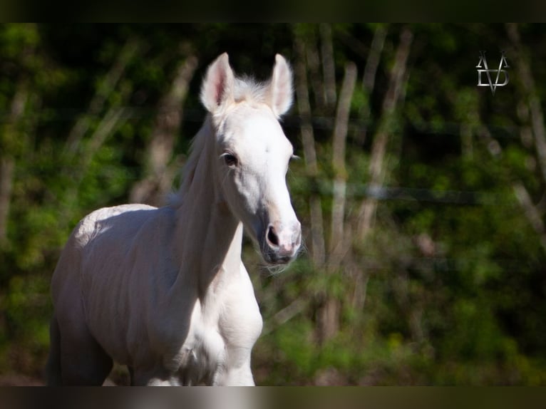PRE Croisé Étalon 1 Année 165 cm Palomino in La Vespière-Friardel