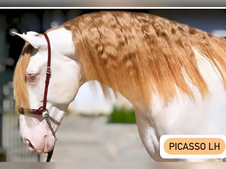 PRE Croisé Étalon 1 Année 165 cm Palomino in La Vespière-Friardel