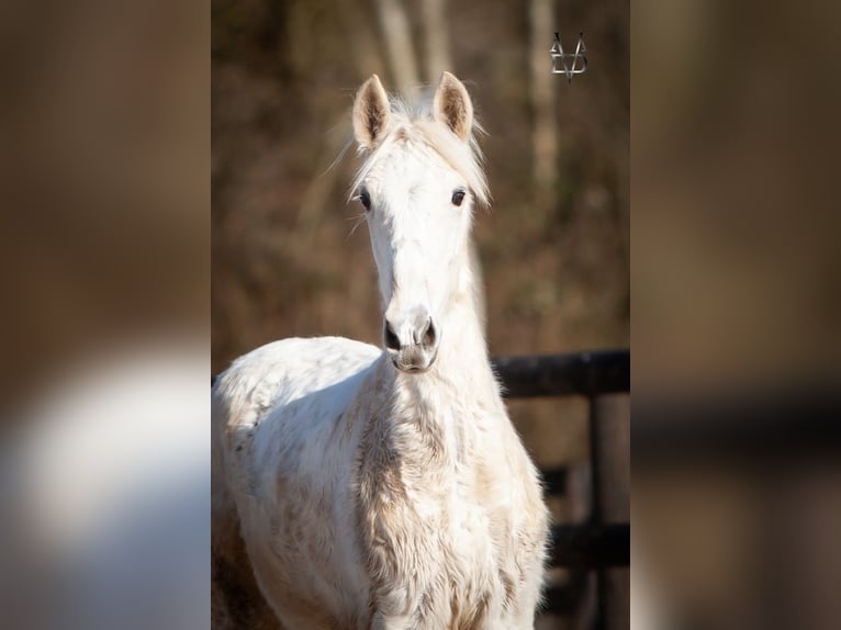 PRE Croisé Étalon 1 Année 165 cm Palomino in LA VESPIÈRE