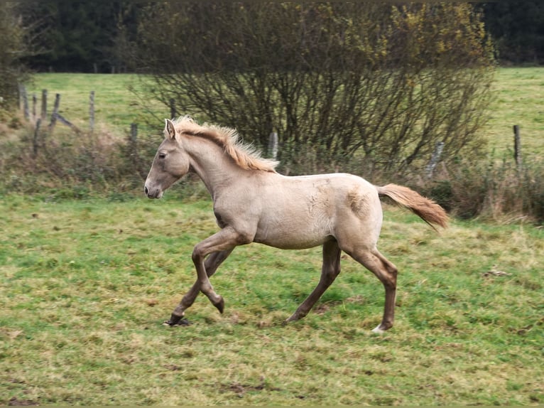 PRE Étalon 1 Année 165 cm Perle in Dochamps