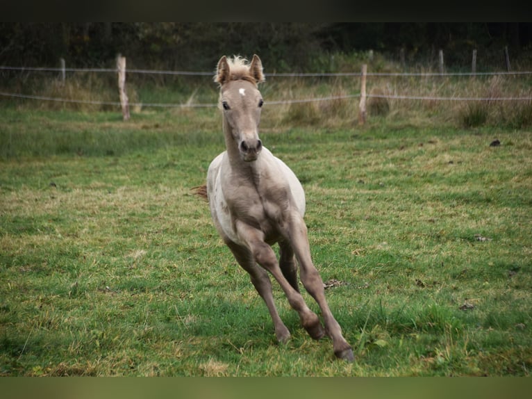 PRE Étalon 1 Année 165 cm Perle in Dochamps